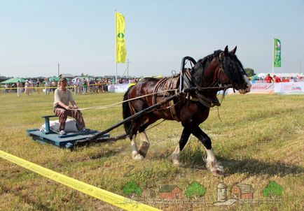 Порода коней володимирський ваговоз відео і фото