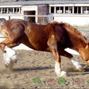 Порода коней володимирський ваговоз відео і фото
