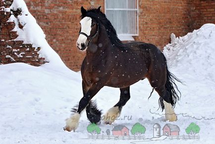 Порода коней володимирський ваговоз відео і фото