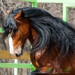 Breed Vladimir Heavy Draft lovak videók és fotók