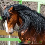 Порода коней володимирський ваговоз відео і фото