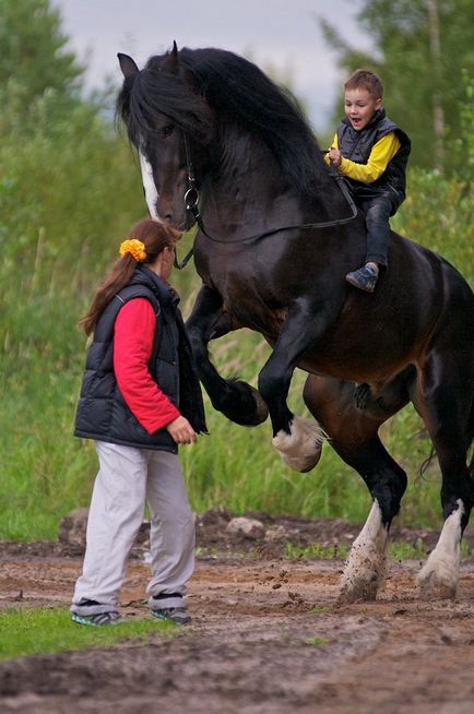 Răsfoiește transportatorul de cai Vladimir - despre cai, călare