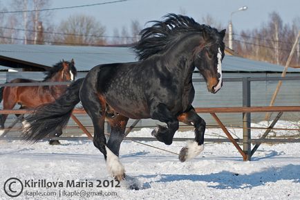 Răsfoiește transportatorul de cai Vladimir - despre cai, călare