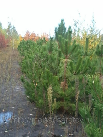 Plantarea pinului Crimean pe site