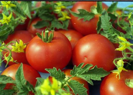 Посадка помідор у відкритий грунт на Україні сорти з фото, коли садити на розсаду в 2017, врожайних
