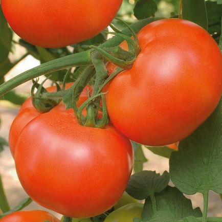 Посадка помідор у відкритий грунт на Україні сорти з фото, коли садити на розсаду в 2017, врожайних