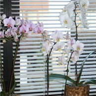 Правильний полив орхідей - вода для поливу орхідей, спосіб поливу орхідей, полив орхідей на ваш сад