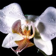 Îndepărtarea corectă a orhideelor ​​- apă pentru udarea orhideelor, o modalitate de udare a orhideelor, udarea orhideelor ​​pe grădina dvs.