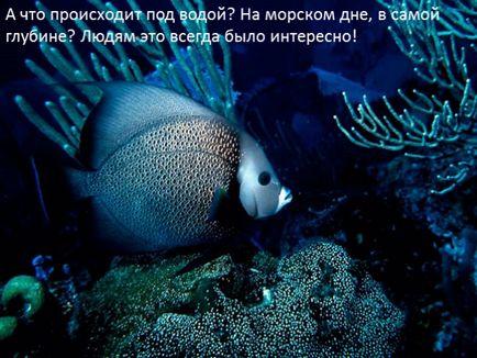 Előadás - Underwater World () Bemutatkozás - Víz alatti világ
