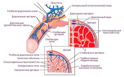 Причини імпотенції у чоловіків, симптоми і лікування