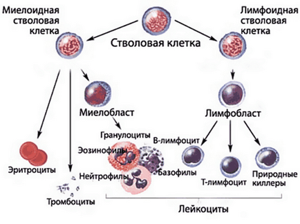 Причини лейкозу у дітей, причини виникнення