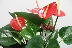 Bejelentkezés - Anthurium a házban (jel) Bejelentkezés - Anthurium a házban