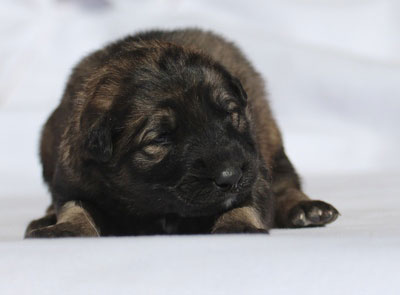 Vânzarea câine cuib de afaceri krasnoyarsk câine de afaceri