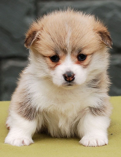 Vânzarea câine cuib de afaceri krasnoyarsk câine de afaceri