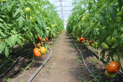 Producătorii de tomate Kryvyansk nu au apreciat acordul lui Putin cu erdoganul