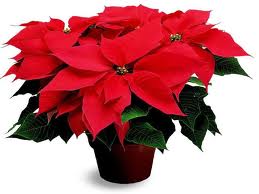 Poinsettia sau vedeta de Craciun