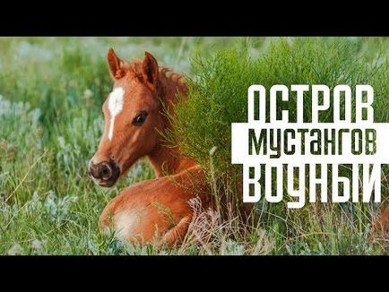 Путін особисто випустив на свободу табун диких кобил і 1 коня putin unleashed a herd of wild horses