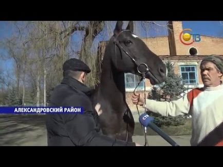 Putin a eliberat personal turma de mare și un cal puțin a dezlănțuit o turmă de cai sălbatici