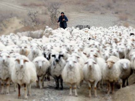 П'ять найпоширеніших помилок про кавказьких вівчарок