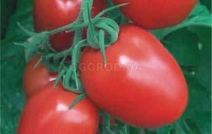 Ранньостиглі низькорослі томати - самі врожайні сорти для відритого ґрунту