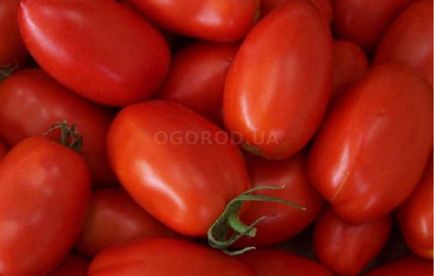 Ранньостиглі низькорослі томати - самі врожайні сорти для відритого ґрунту
