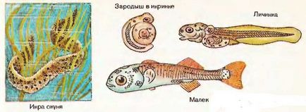 Розмноження і розвиток риб, найбільший портал по навчанню