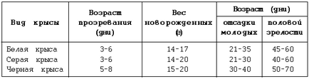 Розведення і вирощування щурів в домашніх умовах, декоративні миші і щури - книга,