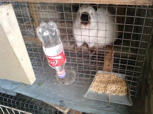 Рекомендації з виготовлення поїлки для кроликів самостійно з пластикові пляшки