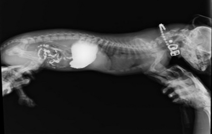 Рентген кішки - лапи, хвоста, зубів, щелепи, зробити рентген кішки