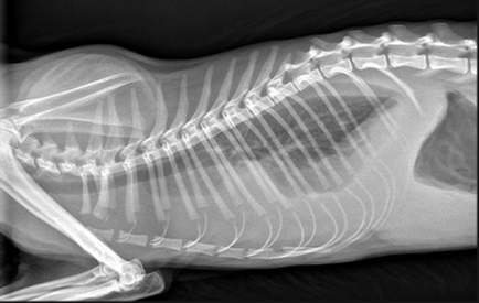 Рентген кішки - лапи, хвоста, зубів, щелепи, зробити рентген кішки