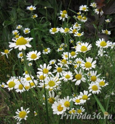 Chamomile officinalis