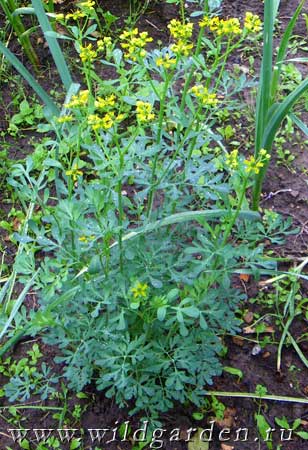 Ruta - ierburi picante - grădină și grădină de legume - rezident sălbatic de vară