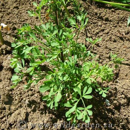 Ruta - ierburi picante - grădină și grădină de legume - rezident sălbatic de vară