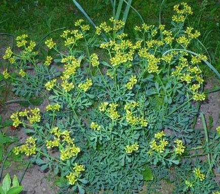 Ruta - ierburi picante - grădină și grădină de legume - rezident sălbatic de vară