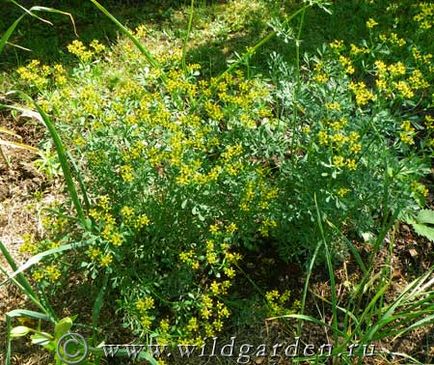 Ruta - ierburi picante - grădină și grădină de legume - rezident sălbatic de vară