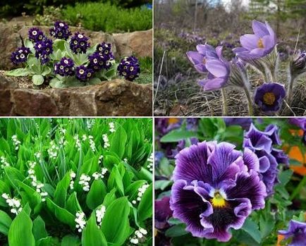 Grădina și grădina din Siberia oferă flori, calendarul lunar al grădinarului, fotografii și videoclipuri