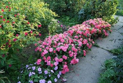 Садовий бальзамін особливості вирвщіванія багаторічних квіток своїми руками, кармеліти, фото, відео