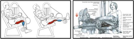 Згинання ніг в тренажері сидячи