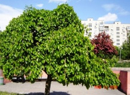 Mulberry negru și alb, frumos și util - grădini de Siberia