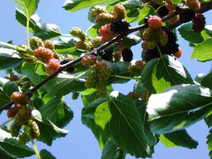 Mulberry negru și alb, frumos și util - grădini de Siberia