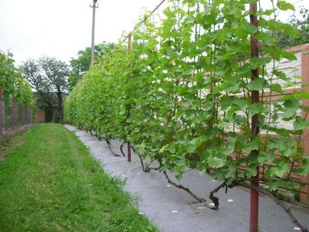 Шпалера для винограду своїми руками на дачі, фото і креслення