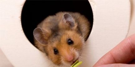 Hamsteri sirieni - îngrijire la domiciliu