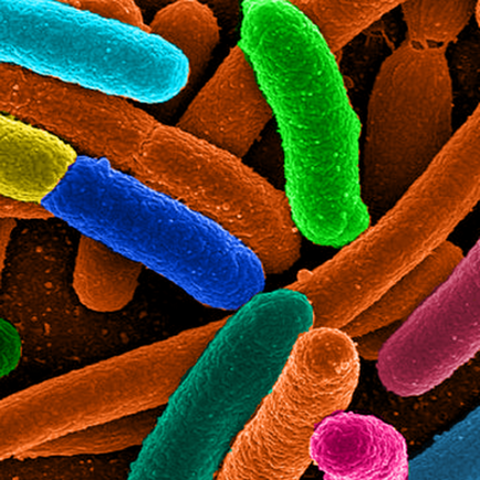 З якою швидкістю розмножуються бактерії, журнал популярна механіка