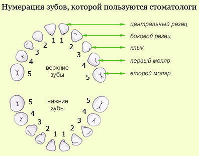 Câte canale în dinții superioară și inferioară ai anteriori și molari 1, 2, 3, 4, 5, 6, 7, 8