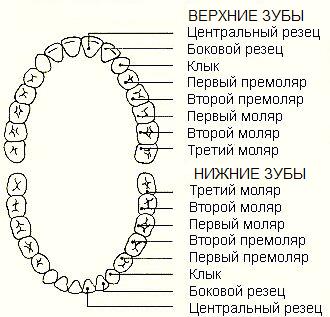Скільки каналів у верхніх і нижніх зубах передніх і корінних 1, 2, 3, 4, 5, 6, 7, 8