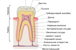 Скільки каналів в зубі