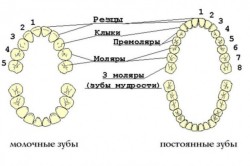 Скільки каналів в зубі