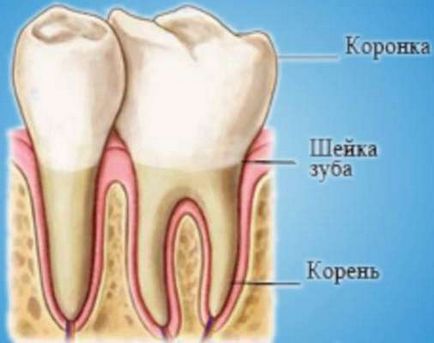 Скільки коренів у зубів, кількість каналів в зубах верхніх і нижніх - «все до дрібниць»