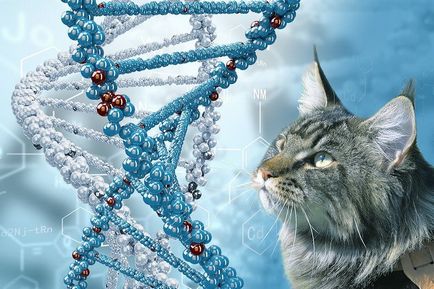 Скільки хромосом у собак і кішок