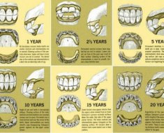 Скільки живуть коні як визначити вік тварини, за якими параметрами